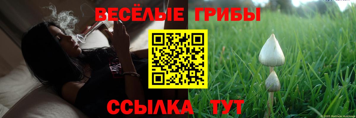 Псилоцибиновые грибы Psilocybine cubensis Минеральные Воды